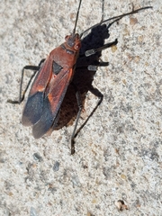 Leptocoris mitellatus