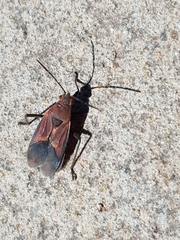 Leptocoris mitellatus