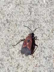 Leptocoris mitellatus