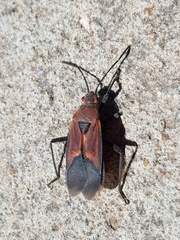 Leptocoris mitellatus