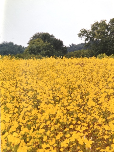 Helianthus angustifolius