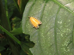 Pseudatteria volcanica