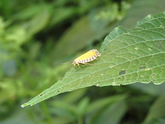 Pseudatteria volcanica