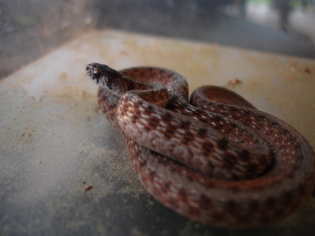 Dekay's Brownsnake (Common Snakes Identification Guide for the Houston  Area) · iNaturalist