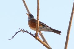 Turdus rufopalliatus