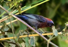 Passerina versicolor