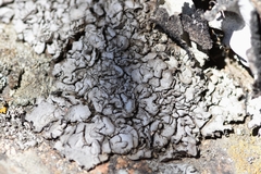 Dermatocarpon intestiniforme