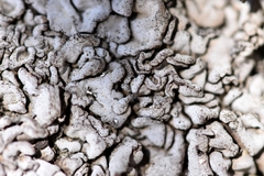 Dermatocarpon intestiniforme