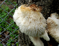 Leucophellinus hobsonii