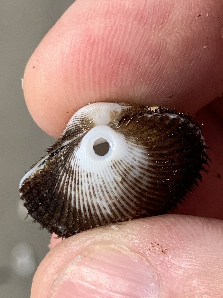 Shark Eye from Bald Head Island, NC, US on March 10, 2021 at 11:03 AM ...
