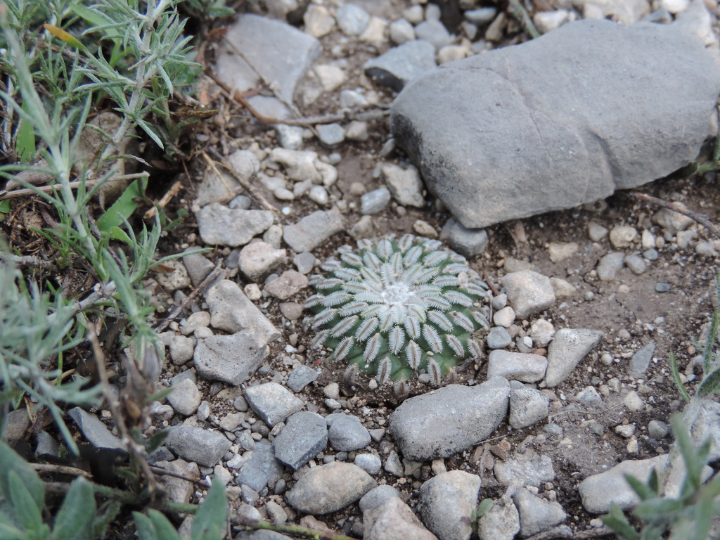 Turbinicarpus pseudopectinatus