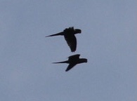 Psittacara mitratus