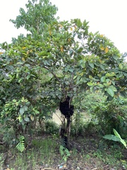 Ficus septica