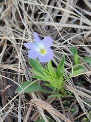 Viola bicolor