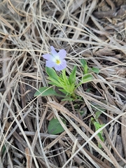 Viola bicolor