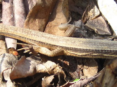 Takydromus wolteri
