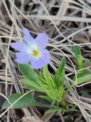 Viola bicolor