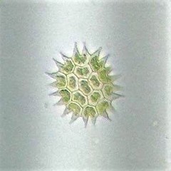 Hydrodictyaceae