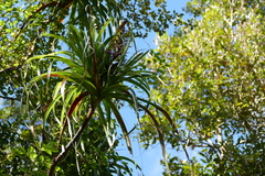 Dracophyllum elegantissimum