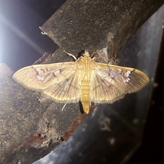 Arthromastix lauralis