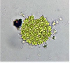 Hydrodictyaceae