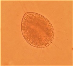 Actinobolina