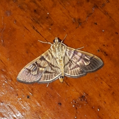 Arthromastix lauralis