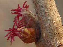 Corylus heterophylla