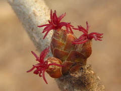 Corylus heterophylla