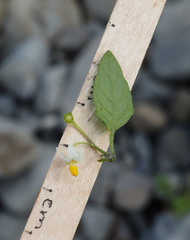 Solanum villosum