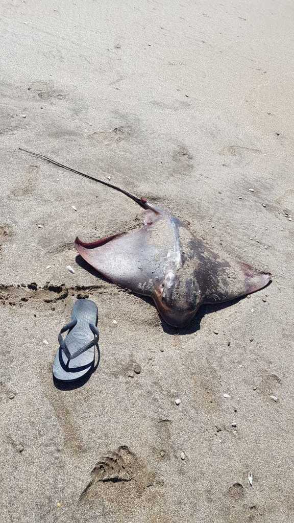 Southern Eagle Ray