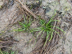 Isoetes engelmannii