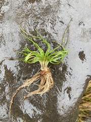Isoetes engelmannii
