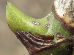 Smilax sieboldii