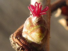 Corylus heterophylla