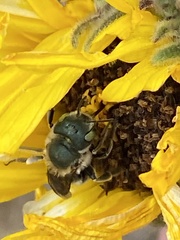 Osmia coloradensis