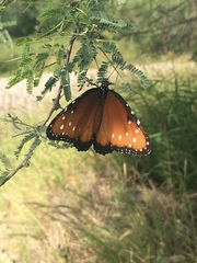 Danaus gilippus