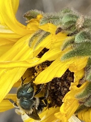 Osmia coloradensis