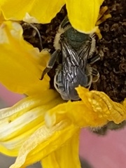 Osmia coloradensis