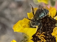 Osmia coloradensis