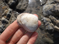 Semele rupicola