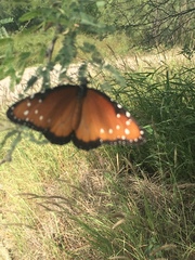 Danaus gilippus