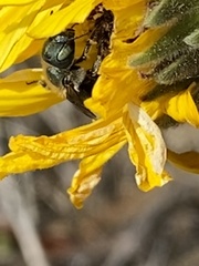 Osmia coloradensis