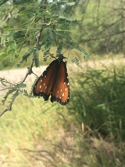 Danaus gilippus