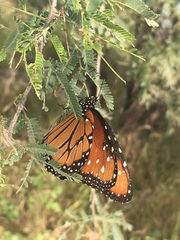 Danaus gilippus