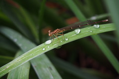 Pseudocopera annulata