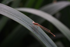 Pseudocopera annulata