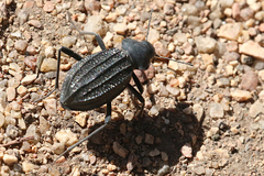 Somaticus