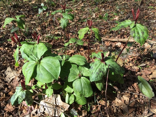 Spotted wakerobin (Trillium maculatum)