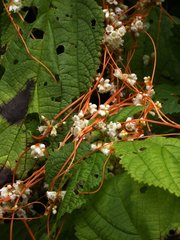 Cuscuta rostrata